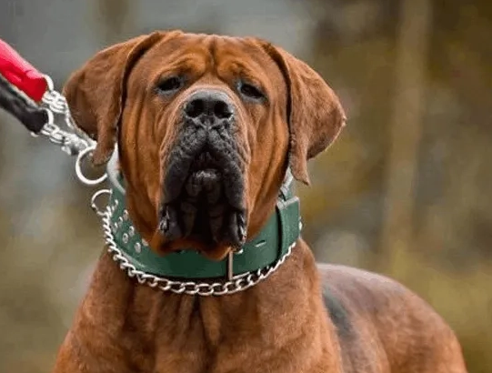 土佐犬适合家养吗