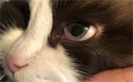 猫有只眼睛玻璃体混浊