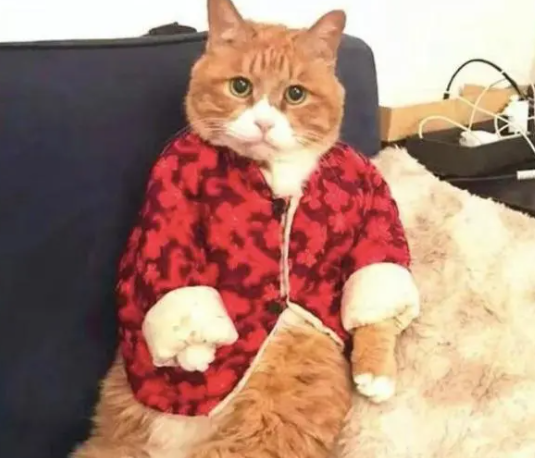 奶奶给猫咪做了件小棉衣,穿上后瞬间富态了许多 奶奶给猫咪做了件小棉衣,穿上后瞬间富态了许多