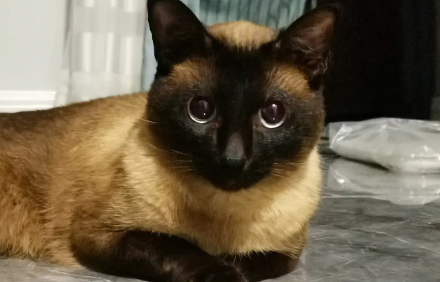 逻辑猫和暹罗猫怎么读