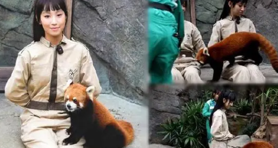 炎明熹化身动物护理员照顾小熊猫︰我心融化了 炎明熹化身动物护理员照顾小熊猫︰我心融化了
