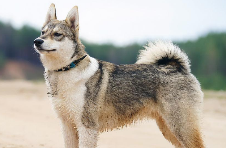 莱卡犬幼崽多少钱一只