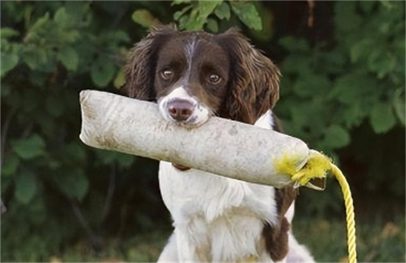 英国跳猎犬如何喂养 英国跳猎犬如何喂养