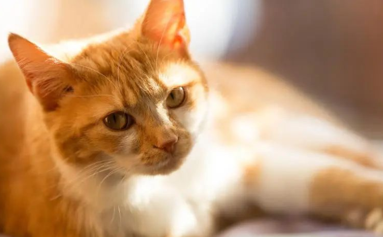 猫咪过年最怕什么?为什么？