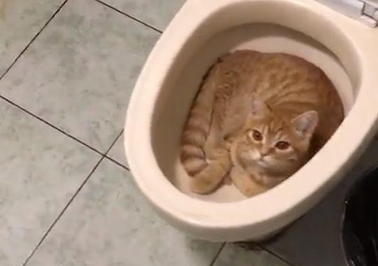 宠主给橘猫买了猫窝,但橘猫还是喜欢睡马桶,真让人头疼 宠主给橘猫买了猫窝,但橘猫还是喜欢睡马桶,真让人头疼