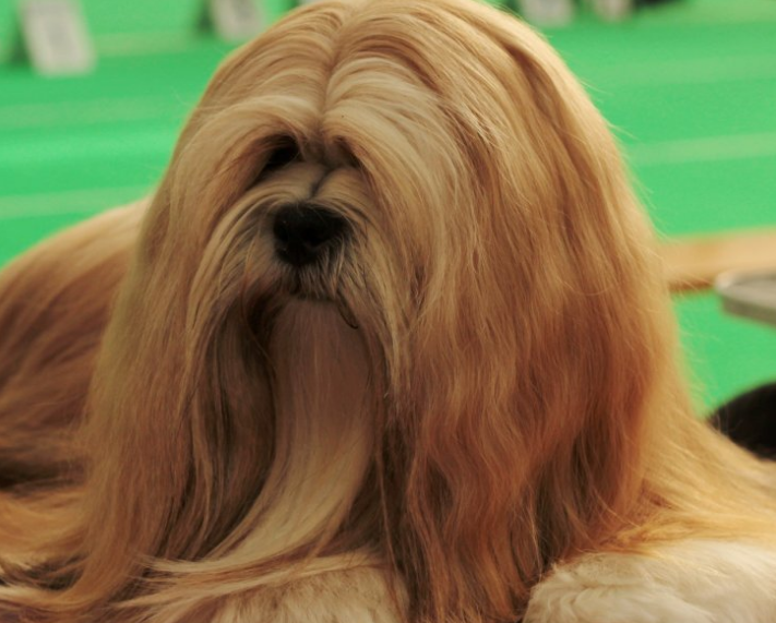 拉萨犬的别称鉴别要点