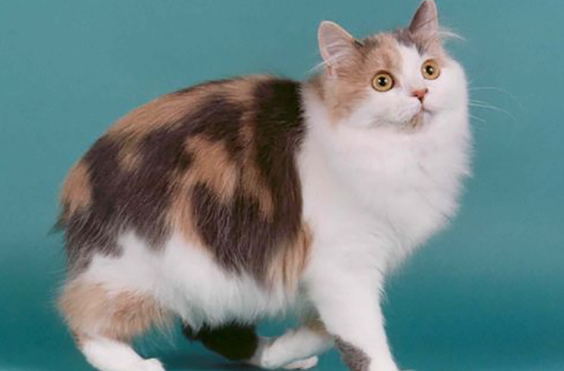曼克斯猫是谁的守护神 曼克斯猫是谁的守护神