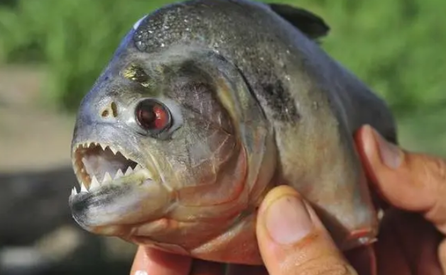 食人鱼的天敌是谁