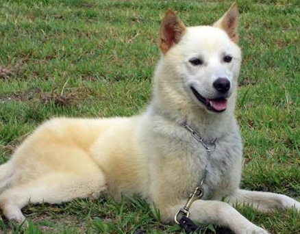 珍岛犬性格凶吗