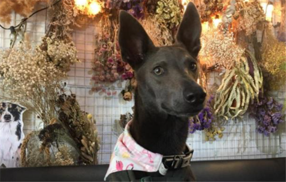 米克斯犬是禁养犬吗