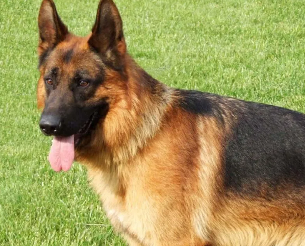 三大护卫犬谁最厉害 三大护卫犬谁最厉害