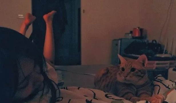 主人伤心哭泣,橘猫叼玩具安慰 ,一出手却让主人一秒爆粗! 主人伤心哭泣,橘猫叼玩具安慰 ,一出手却让主人一秒爆粗!