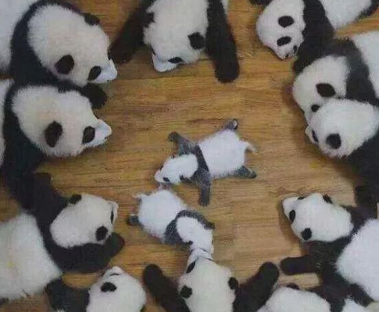 为什么熊猫能存活至今?古代人没有猎杀过熊猫吗? 为什么熊猫能存活至今?古代人没有猎杀过熊猫吗?