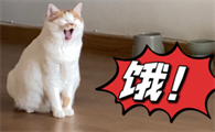 猫饿极了会有什么表现