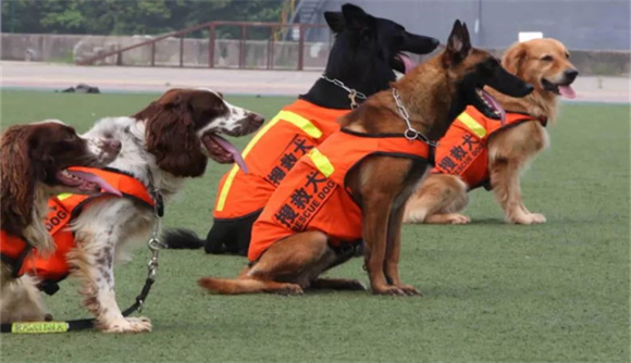 现实中搜救犬叮当找到他主人了吗