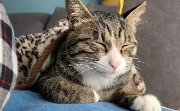 东北猫便宜吗 东北猫便宜吗