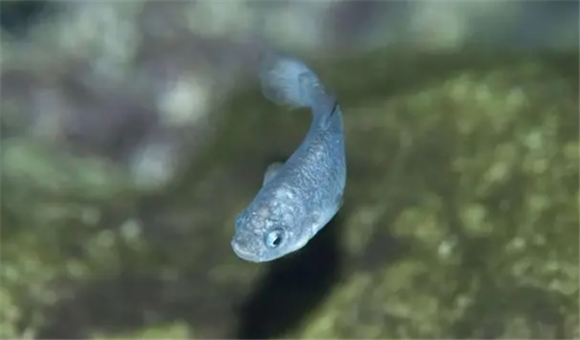 青鳉鱼瘦病怎么处理