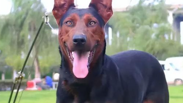 川红犬是什么品种