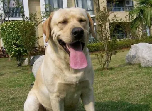 纽芬兰犬和拉布拉多哪个好