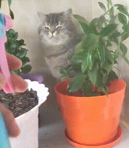 主人给盆栽浇水，旁边的猫咪也顺便被喷湿，猫：没看见本喵在这吗