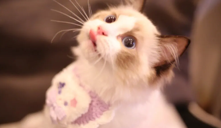 猫是女性的象征 猫是女性的象征