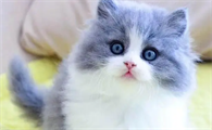 猫咪闹猫是什么意思