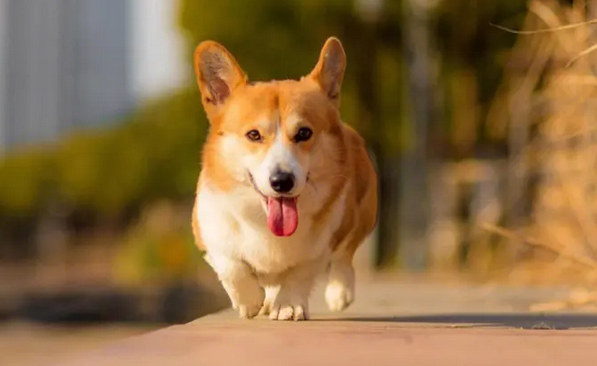 棕色长毛小型犬