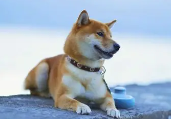 日本国犬是柴犬还是秋田犬