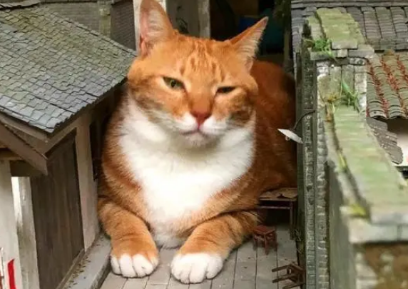 橘猫化身“小怪兽”,赖在街道模型中不走:这是“朕”的天下 橘猫化身“小怪兽”,赖在街道模型中不走:这是“朕”的天下