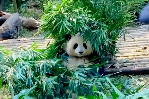 大熊猫是食肉动物，为什么会“改行”吃素？网友:熊猫太难了！