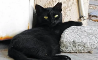 黑色猫是招财辟邪吗