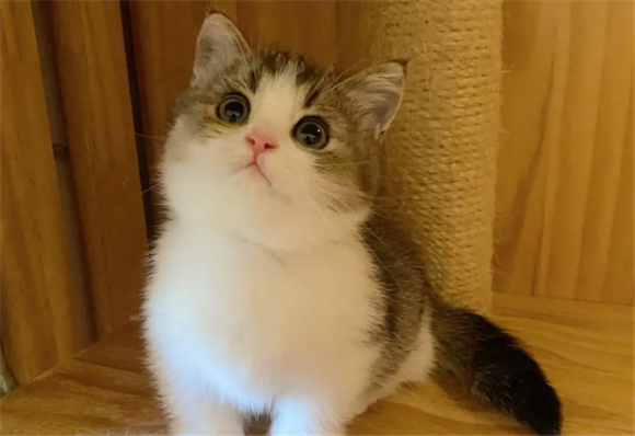 金加白长毛猫配什么猫 金加白长毛猫配什么猫