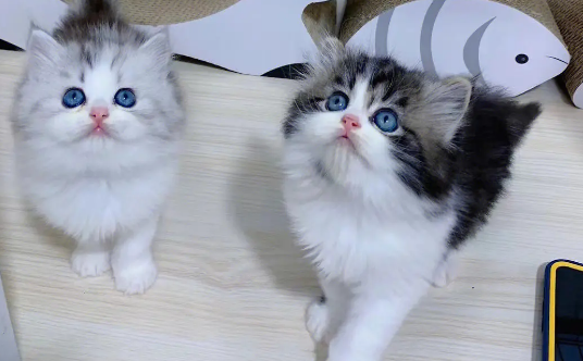 附近上门收购宠物猫电话