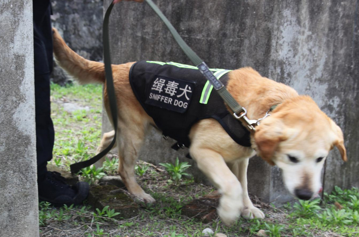 缉毒犬一般是什么狗