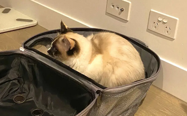 卡拉猫包包实体店价格