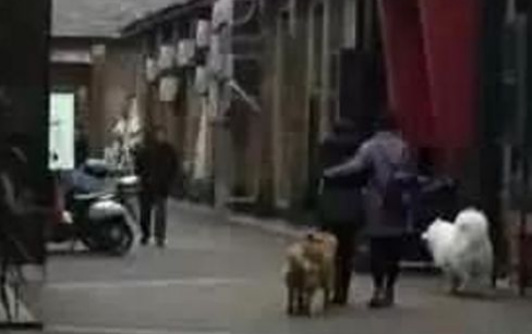 金毛因太胖被主人送去安乐死,医生果断拒绝:你不养,我来养! 金毛因太胖被主人送去安乐死,医生果断拒绝:你不养,我来养!
