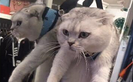 吊脖子猫是什么意思