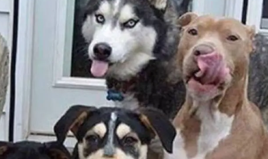 主人给家里4只狗狗拍照,结果哈士奇和比特犬却一直在抢镜 主人给家里4只狗狗拍照,结果哈士奇和比特犬却一直在抢镜