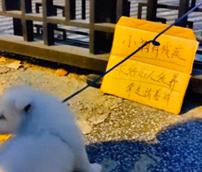残疾边牧被遗弃，男孩好心带回却被告知没法治，只因它是“幽灵”