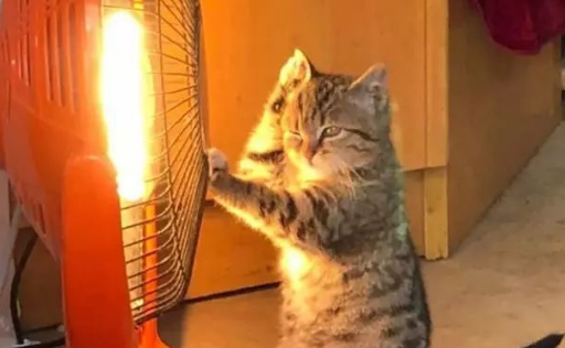 流浪猫扎堆“烤火”,胡须烧弯了,脸也被烤黑 流浪猫扎堆“烤火”,胡须烧弯了,脸也被烤黑