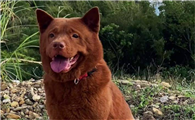 五红犬是怎么杂交出来的