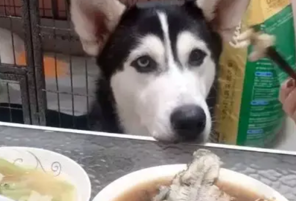 二哈也想吃桌上的东西,它可怜巴巴地望着主人,网友:萌翻了 二哈也想吃桌上的东西,它可怜巴巴地望着主人,网友:萌翻了