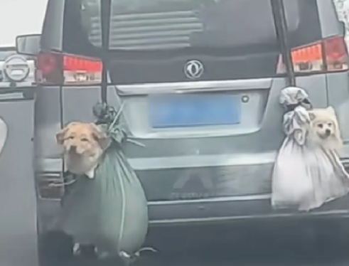 车主带两只狗狗回老家,车上都塞满了行李,只能把它们挂在车尾! 车主带两只狗狗回老家,车上都塞满了行李,只能把它们挂在车尾!