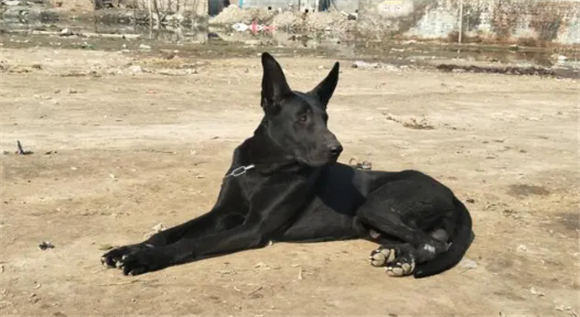 三年黑狼犬体重是多少