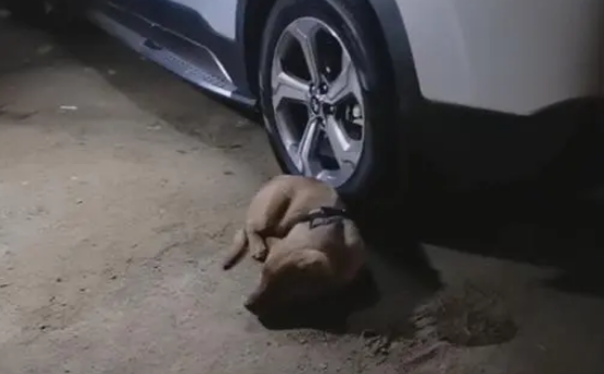 小主人车上睡觉,小金毛死守车旁不愿离开,狗狗:主人,快去快回 小主人车上睡觉,小金毛死守车旁不愿离开,狗狗:主人,快去快回