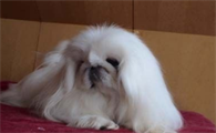 鹰叭犬繁殖基地