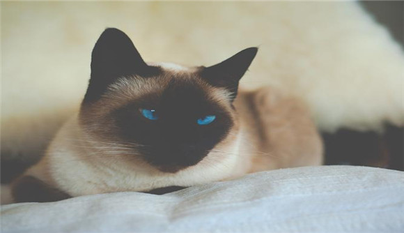 东南亚猫品种大全图片