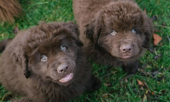 纽芬兰犬小时候的图片大全