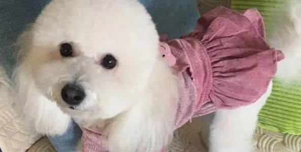 打扮一下还挺漂亮的嘛!比熊犬:我就是懒得弄! 打扮一下还挺漂亮的嘛!比熊犬:我就是懒得弄!