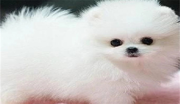 松鼠犬幼犬又名图片经典
